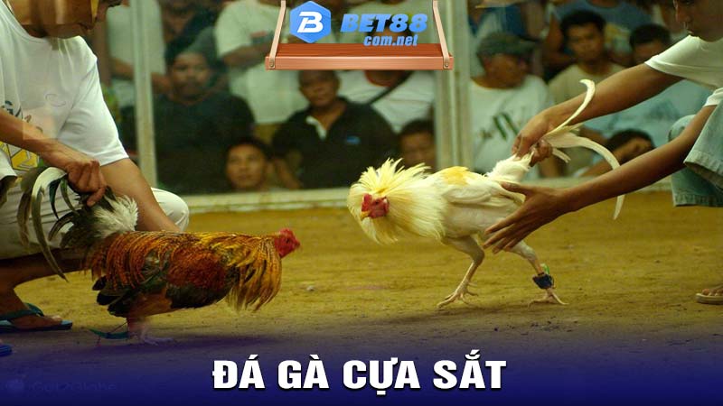 Đá gà cựa sắt