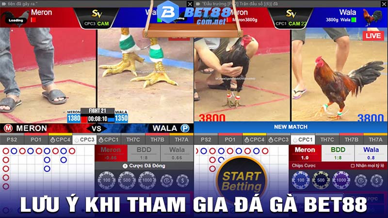 Khi tham gia cược đá gà bet88 bạn cần lưu ý điều gì?