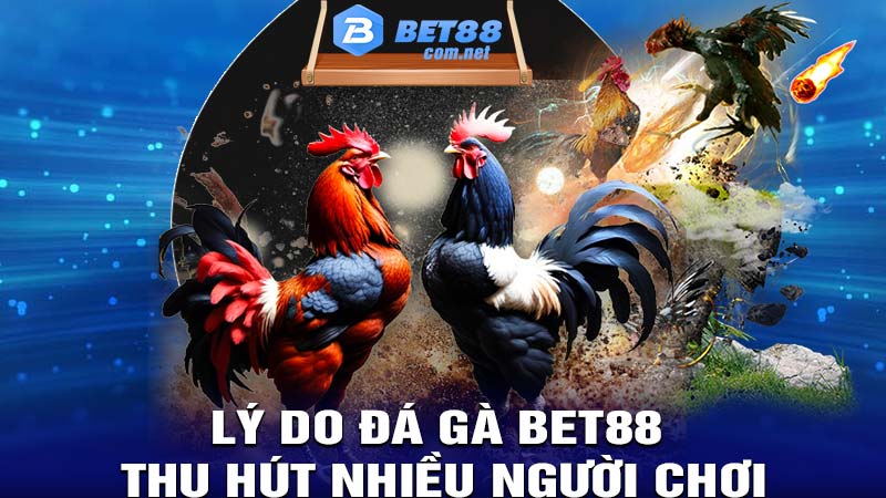 Lý do đá gà bet88 lại thu hút nhiều người tham gia